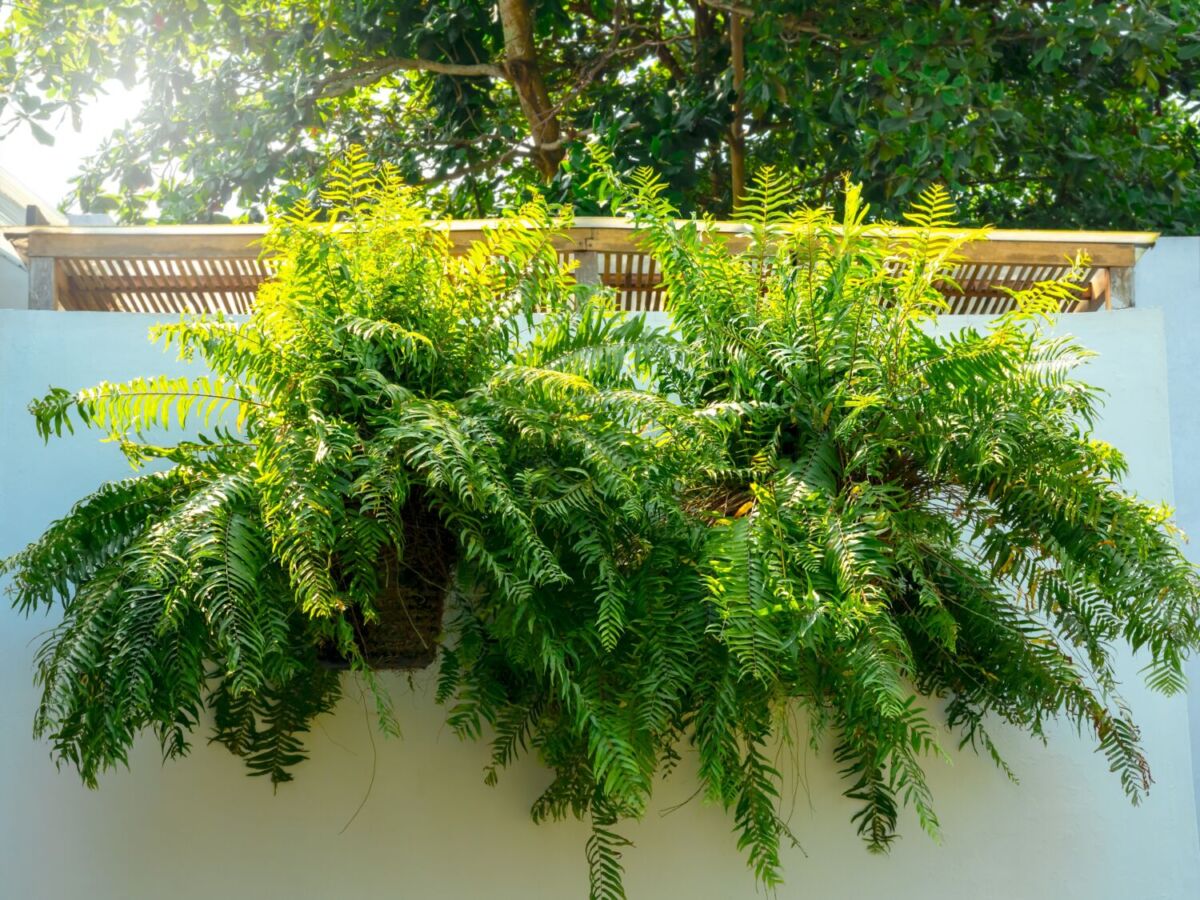 plantas colgantes 