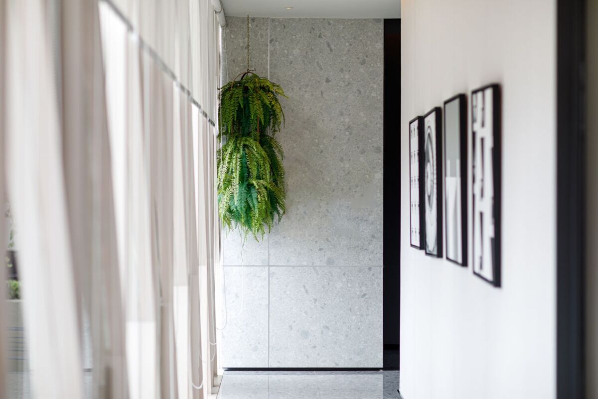 Plantas colgantes para decorar tu departamento aunque no tengas jardín