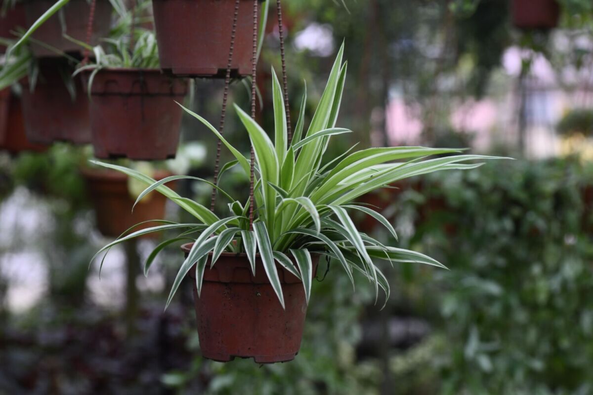 planta colgando de una maceta 
