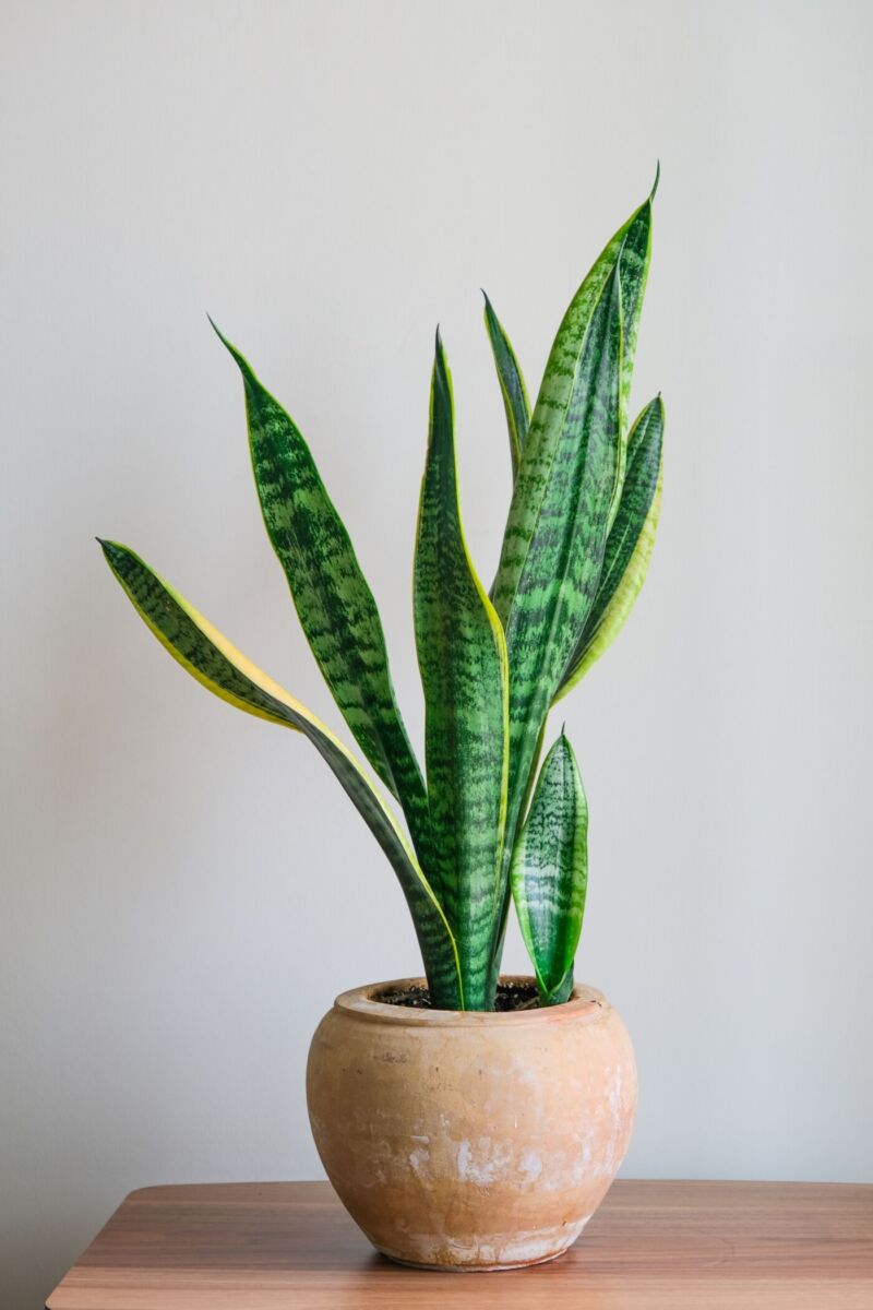 plantas que resisten en el interior de una casa