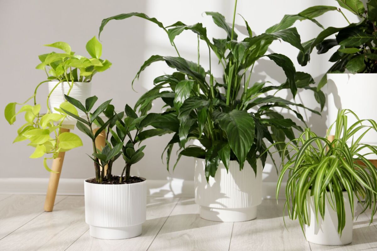 Plantas bonitas para tener en casa que no necesitan sol: adoran los días nublados