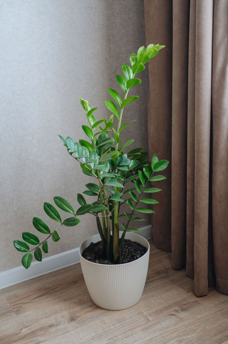 planta de hojas gruesas en una maceta 