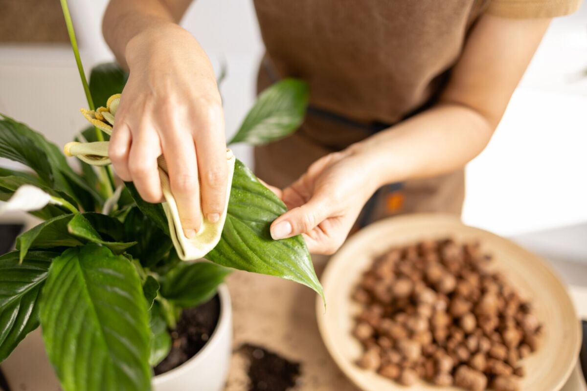 persona cuidando las plantas
