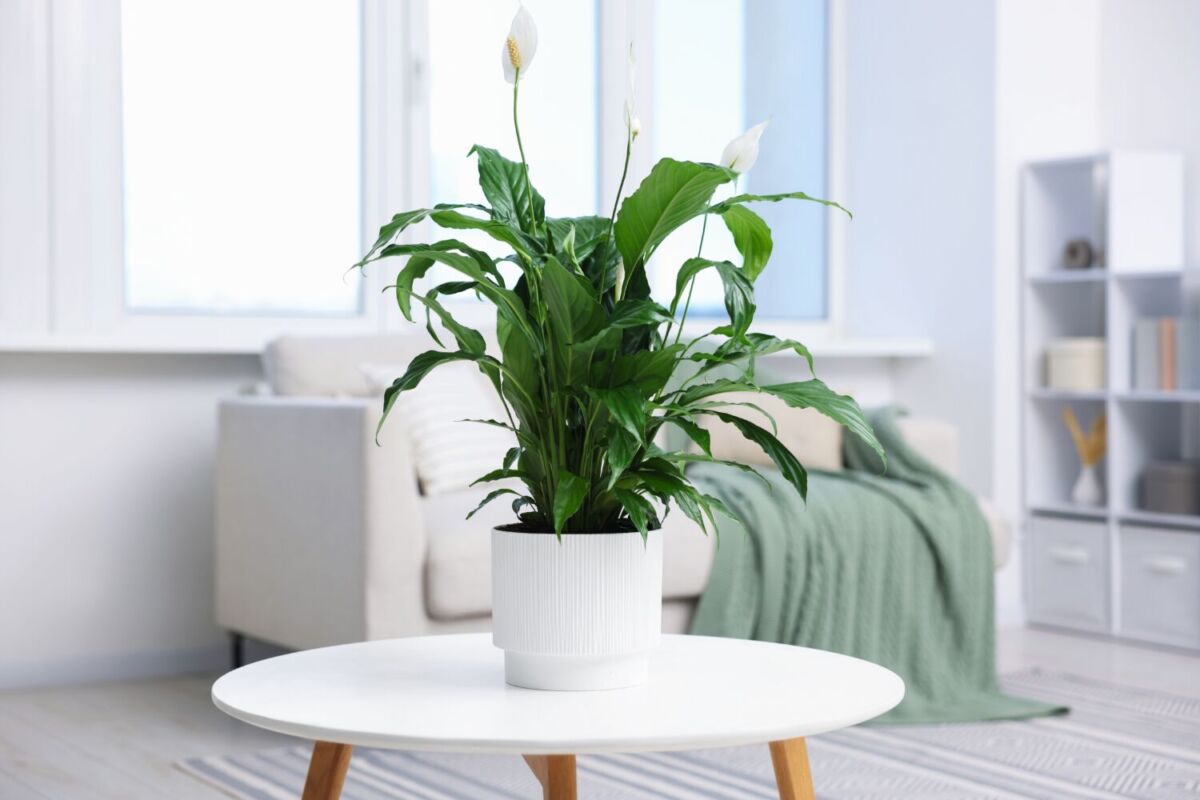 planta sobre una mesa de centro 