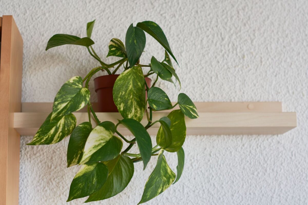 planta colgante 