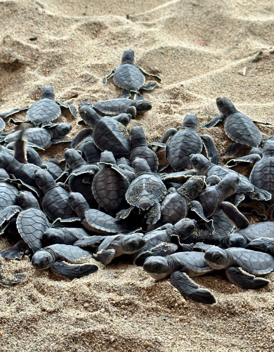 liberación de tortugas marinas 