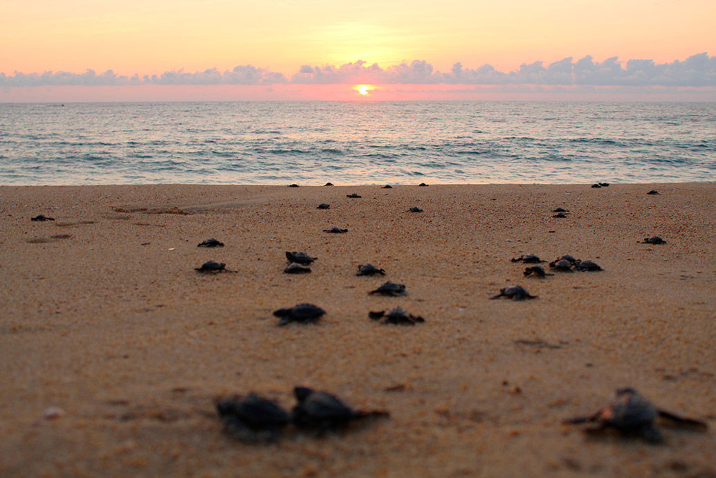 tortugas en la arena