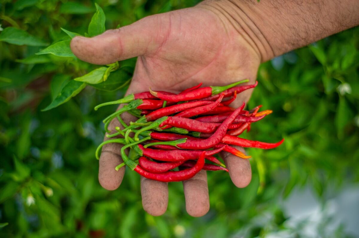 chile de árbol