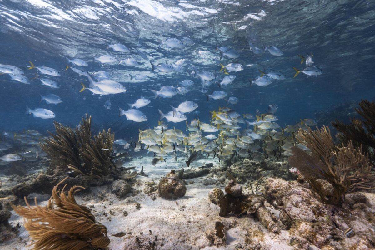 arrecife de coral en Quintana Roo