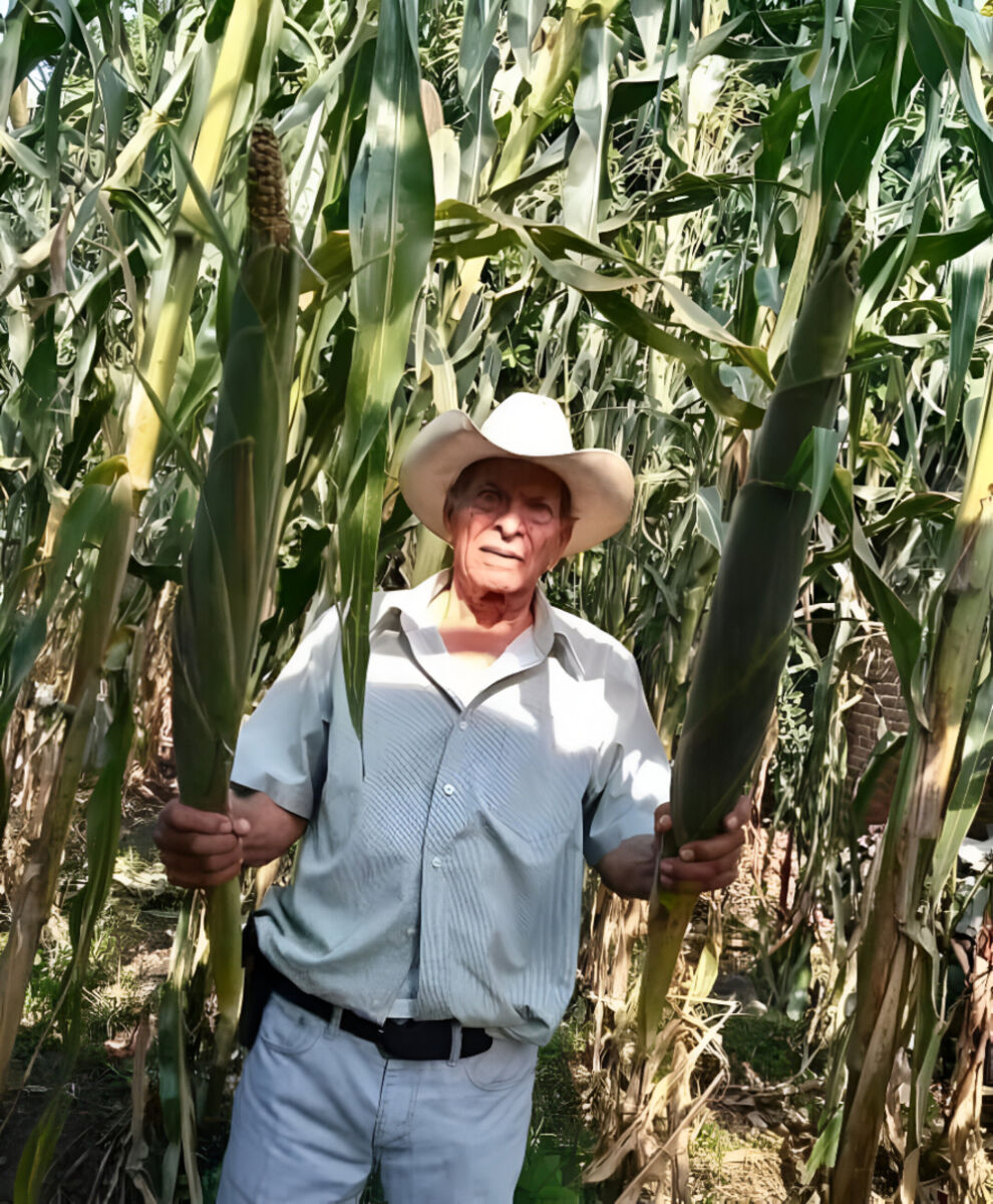 Un campesino mostrando los elotes gigantes de Jala, Nayarit 