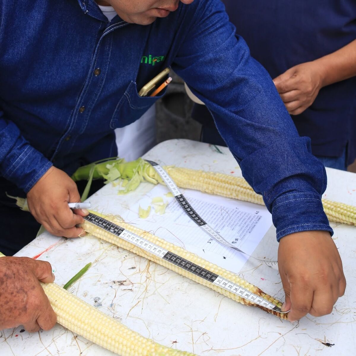 Concurso del Elote Más Grande del Mundo en Jala, Nayarit
