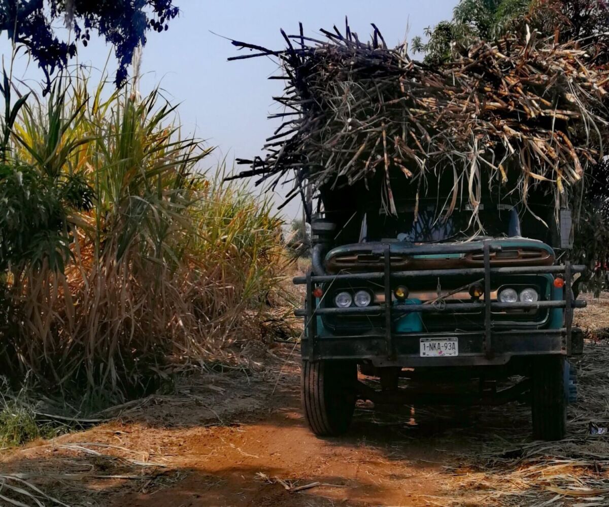 camioneta de carga repleta de cañas de azúcar en Michoacán