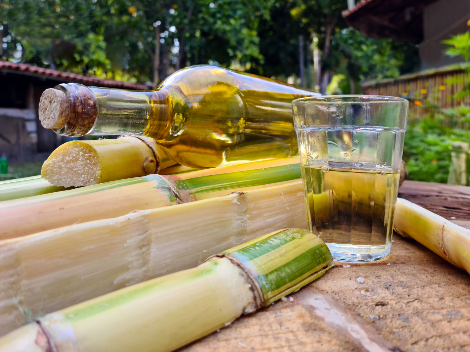 Si te gusta el Bacardí, prueba el ‘ron mexicano’ que se hace en Michoacán Si te gusta el Bacardí, prueba el ‘ron mexicano’ que se hace en Michoacán