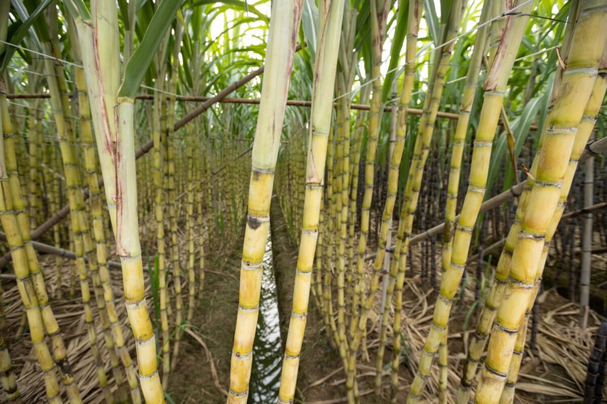 Cultivo de cañas de azúcar para la elaboración de la charanda