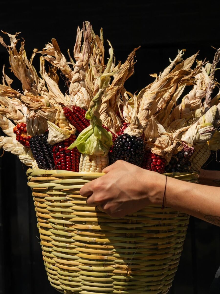 Maíz criollo de Tlaxcala en Siembra Tortillería