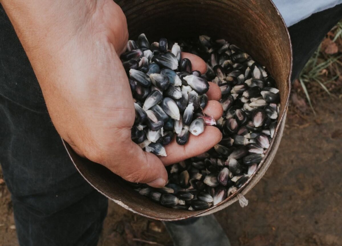Maíz criollo de Tlaxcala en Siembra Tortillería