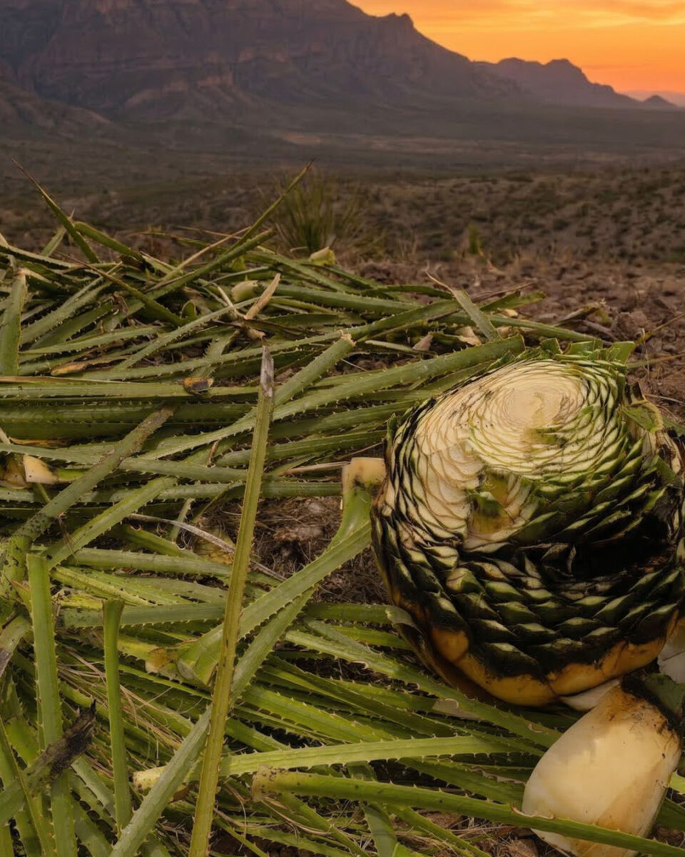 planta de sotol