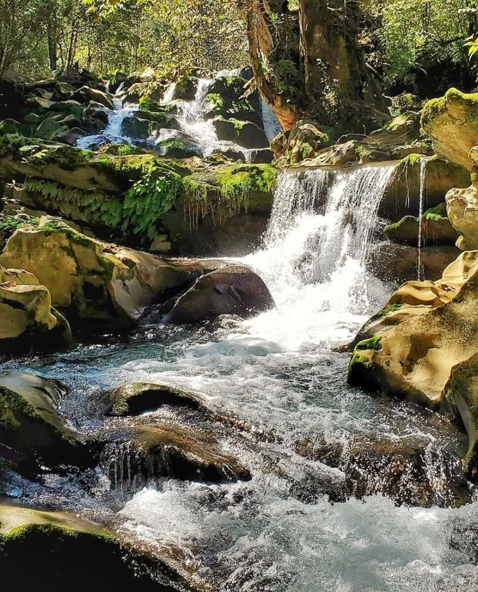 cascadas en medio del bosque