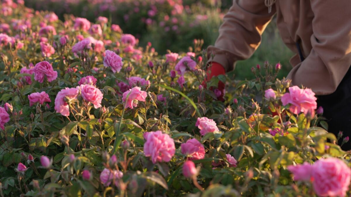 persona cortando rosas 
