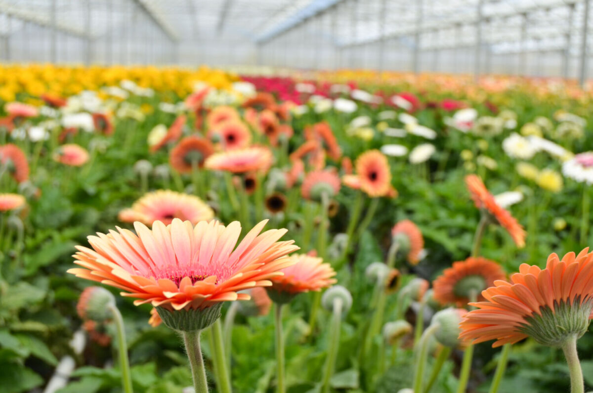 El pueblo cerca de la CDMX conocido como la ‘Tierra de la Flor’ por sus campos de gerberas, rosas y claveles
