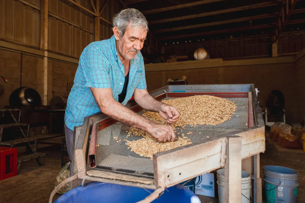 señor de tercera edad seleccionando cacahuates