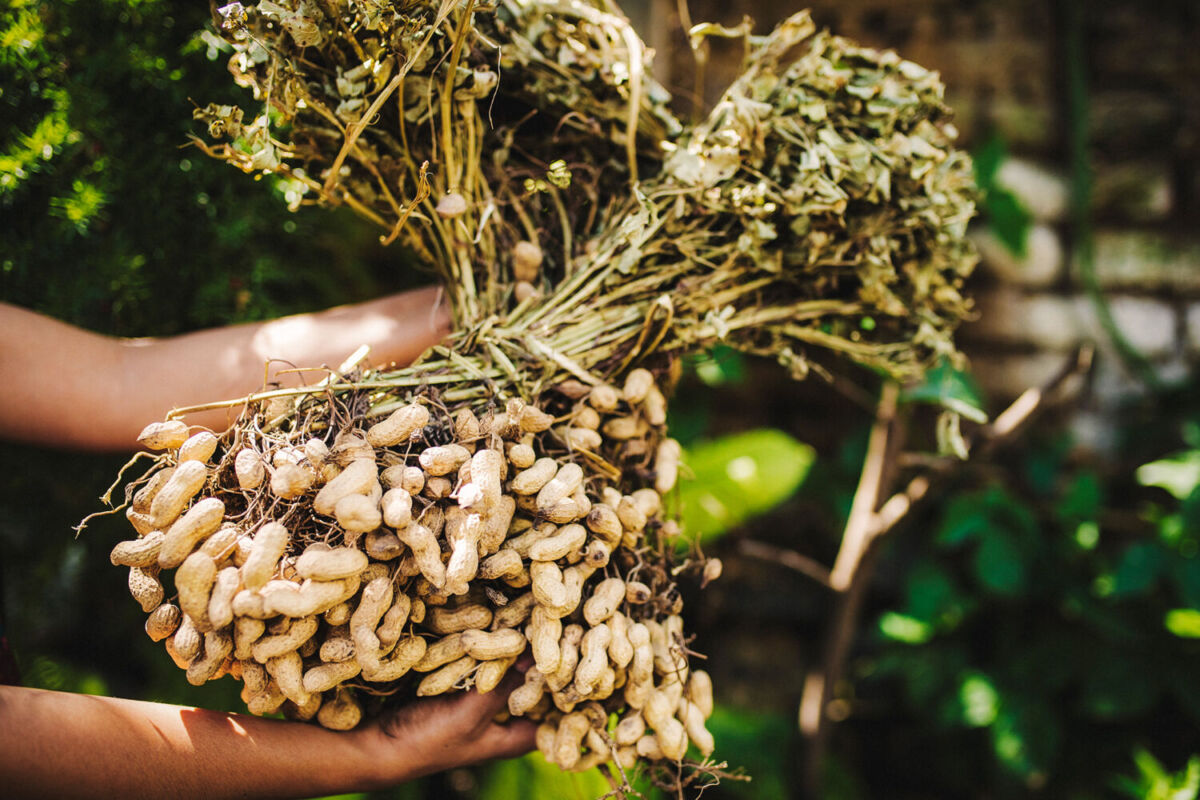 Producción de cacahuate en amatlán de cañas