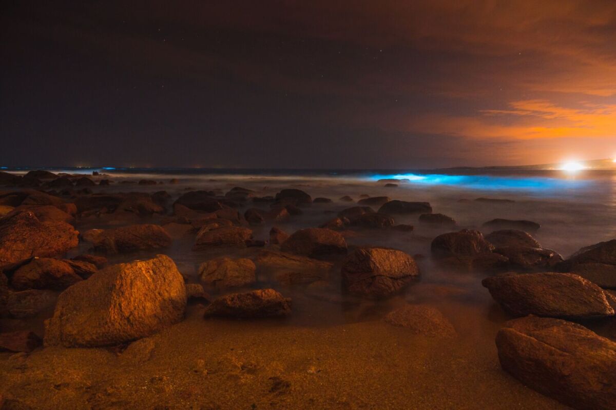 bioluminiscencia en la playa