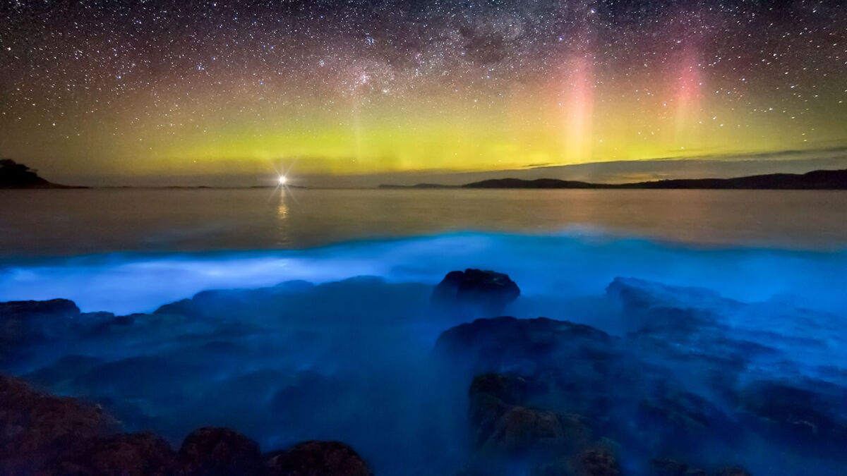 bioluminiscencia en la parguera