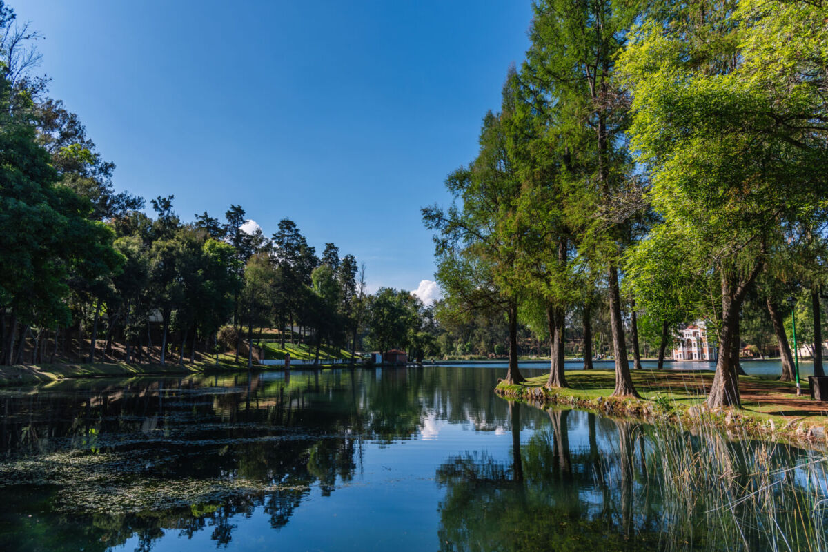 lago artificial rodeado de árboles 