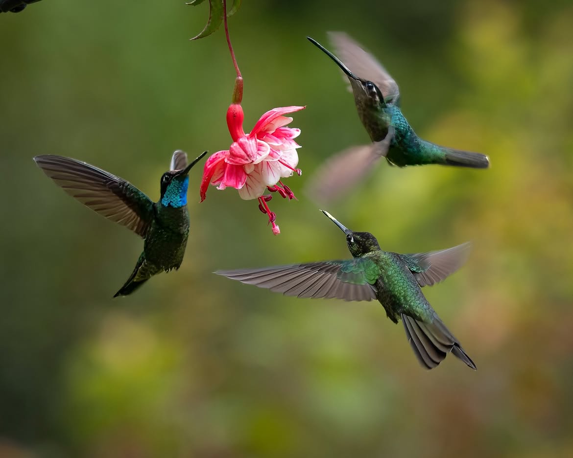 Grupo de colibríes tomando néctar de una flor en Veracruz