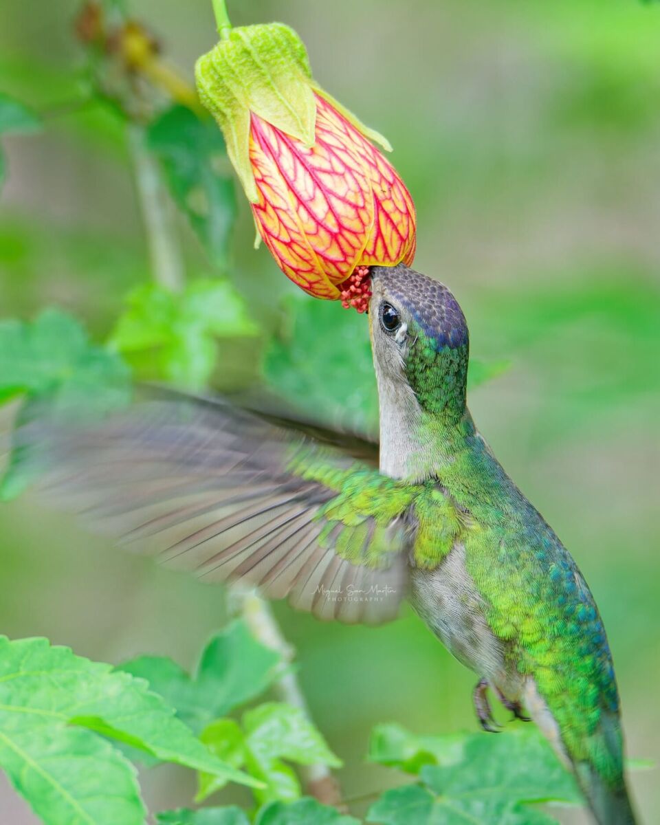 Colibrí fandanguero mexicano en Coatepec, Veracruz