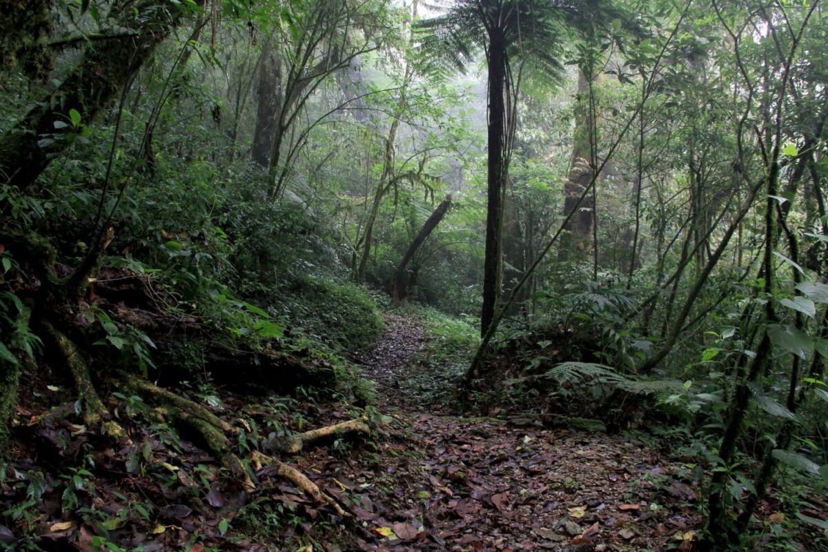 Bosque Mesófilo de Montaña en Coatepec, Veracruz