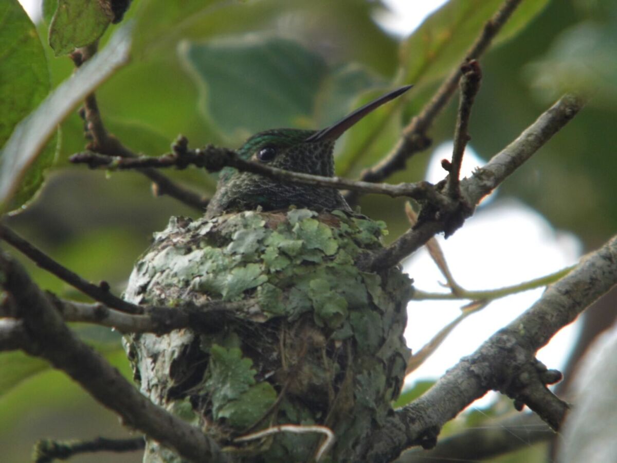 Un colibrí en su nido en el bosque de niebla de Coatepec
