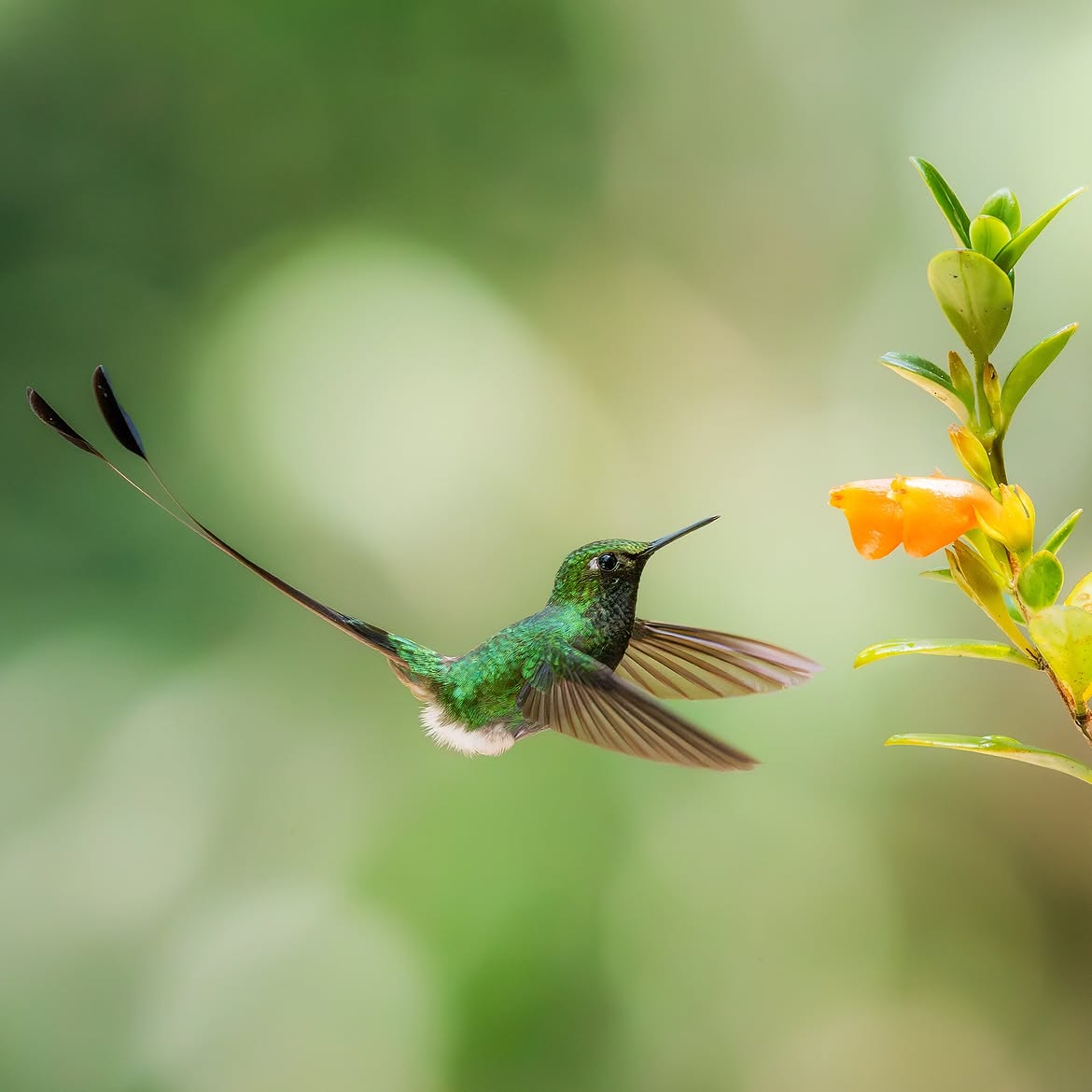 Colibrí faldiblanco en Coatepec