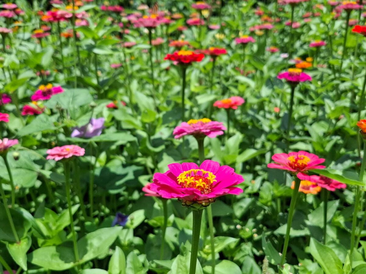 Néctar para colibríes en el Jardín Botánico Clavijero