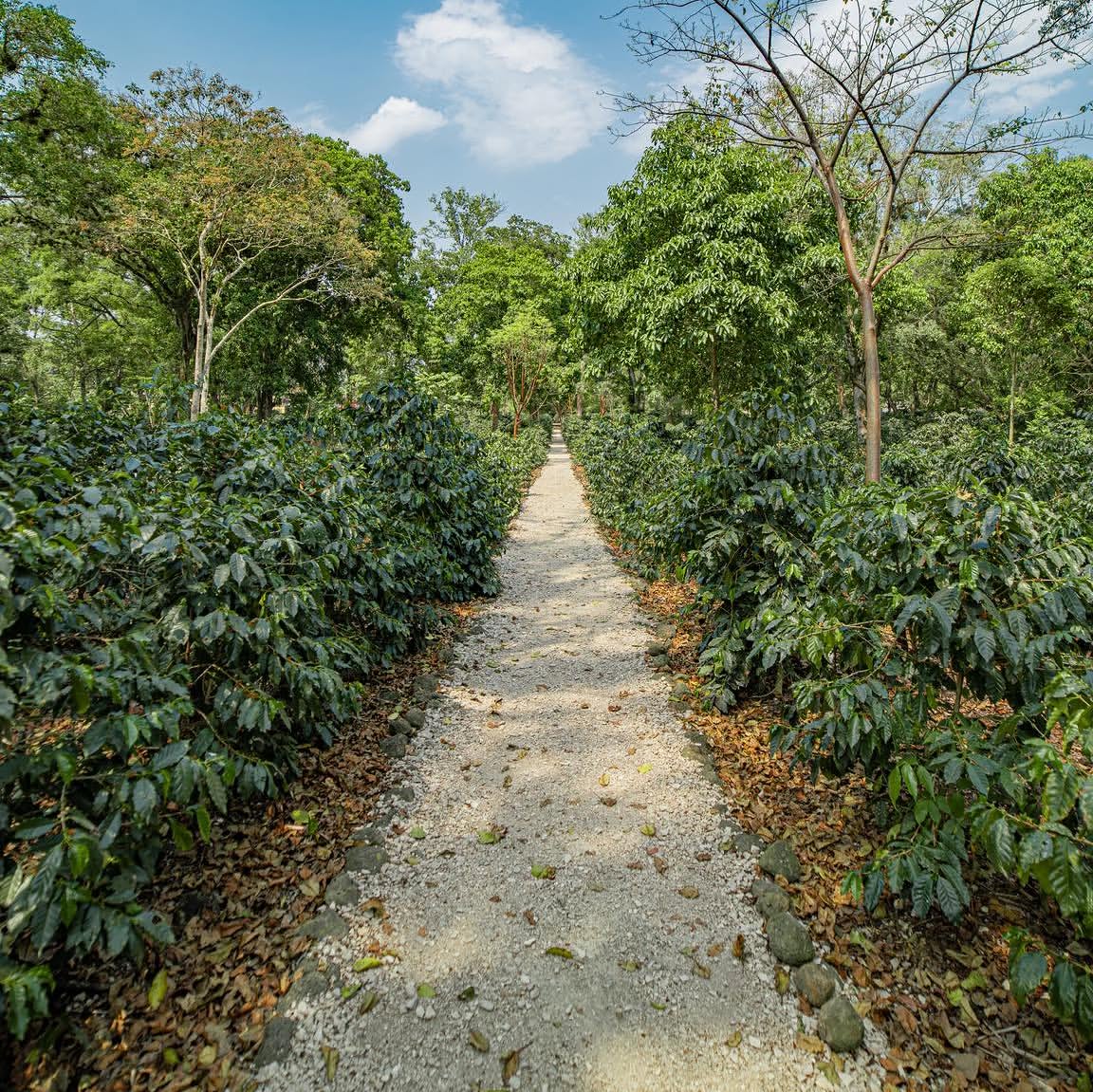 Cafetales de Veracruz