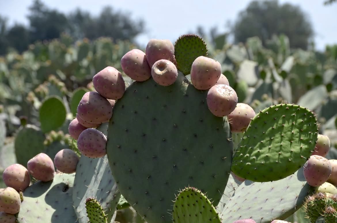 Xoconostle 