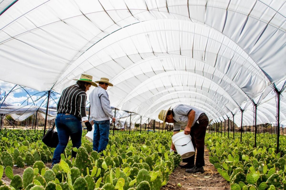 Cultivo de nopales en Valtierrilla, Guanajuato 