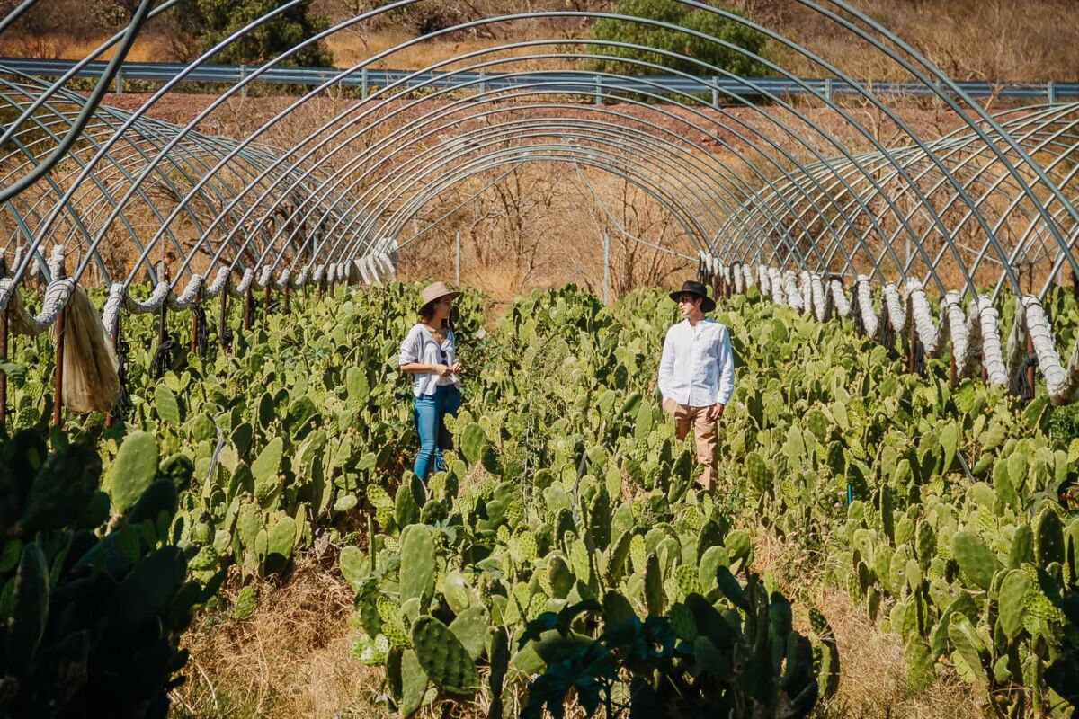 Un par de turistas en la Ruta del Nopal en Valtierrilla, Guanajuato 