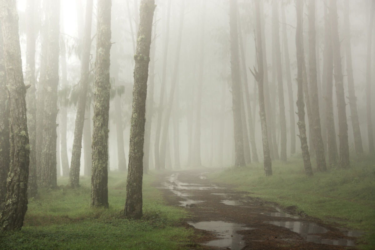 Bosque de Acaxochitlán con neblina