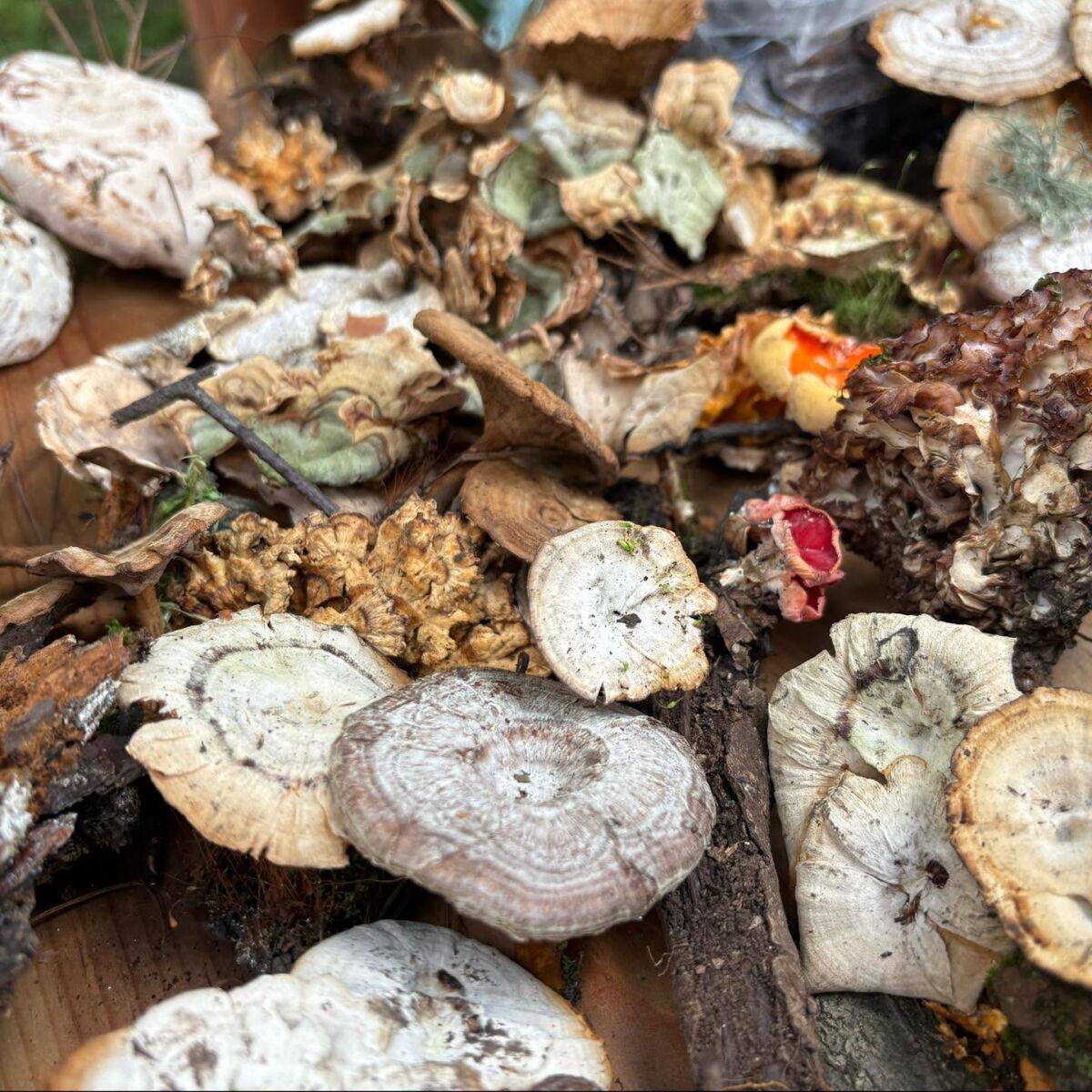 Recolección de hongos en el bosque de Acaxochitlán, Hidalgo 