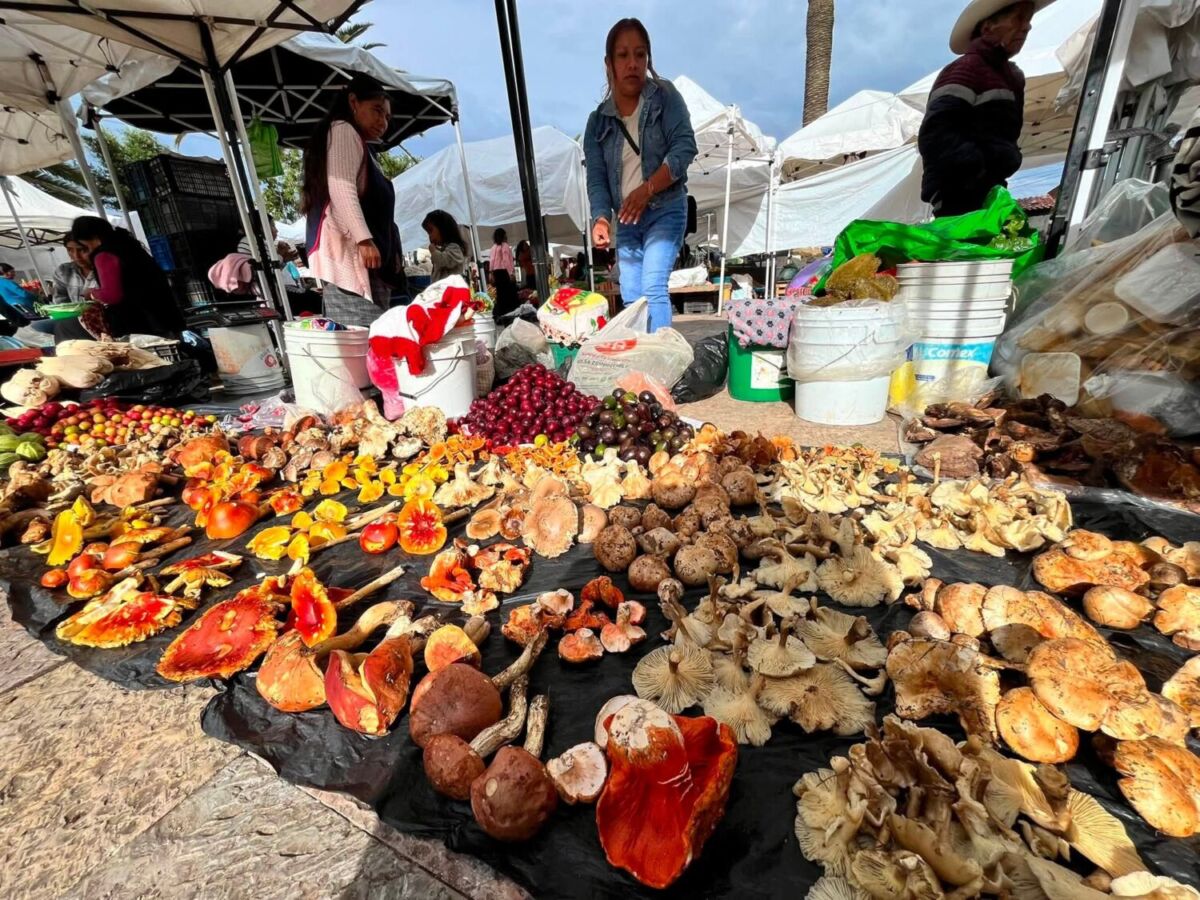 Exhibición de hongos de Acaxochitlán