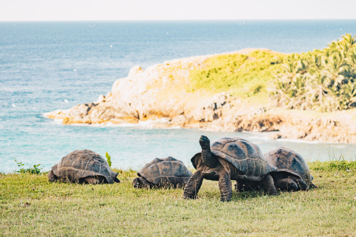 Tortugas gigantes de Aldabra