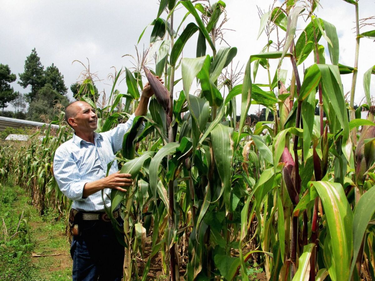 campesino con maíz criollo