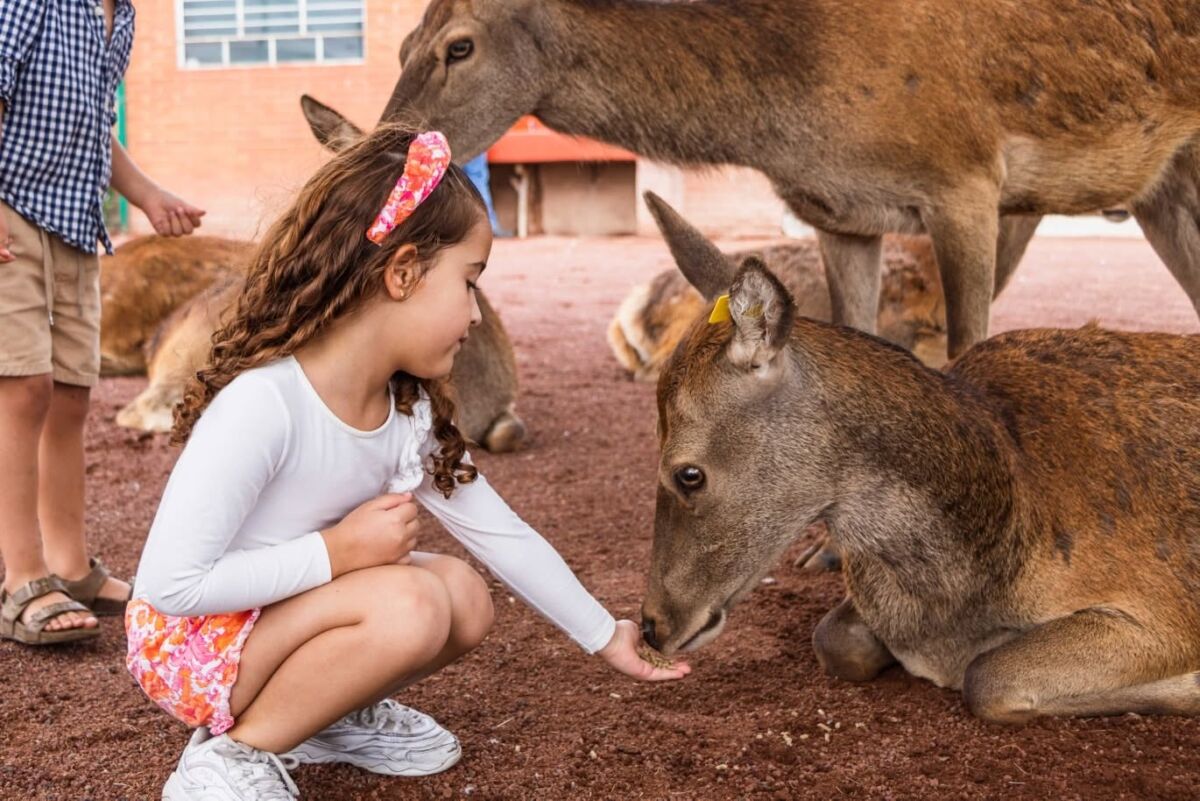 Niña alimentando a un venado en la Hacienda Panoaya 