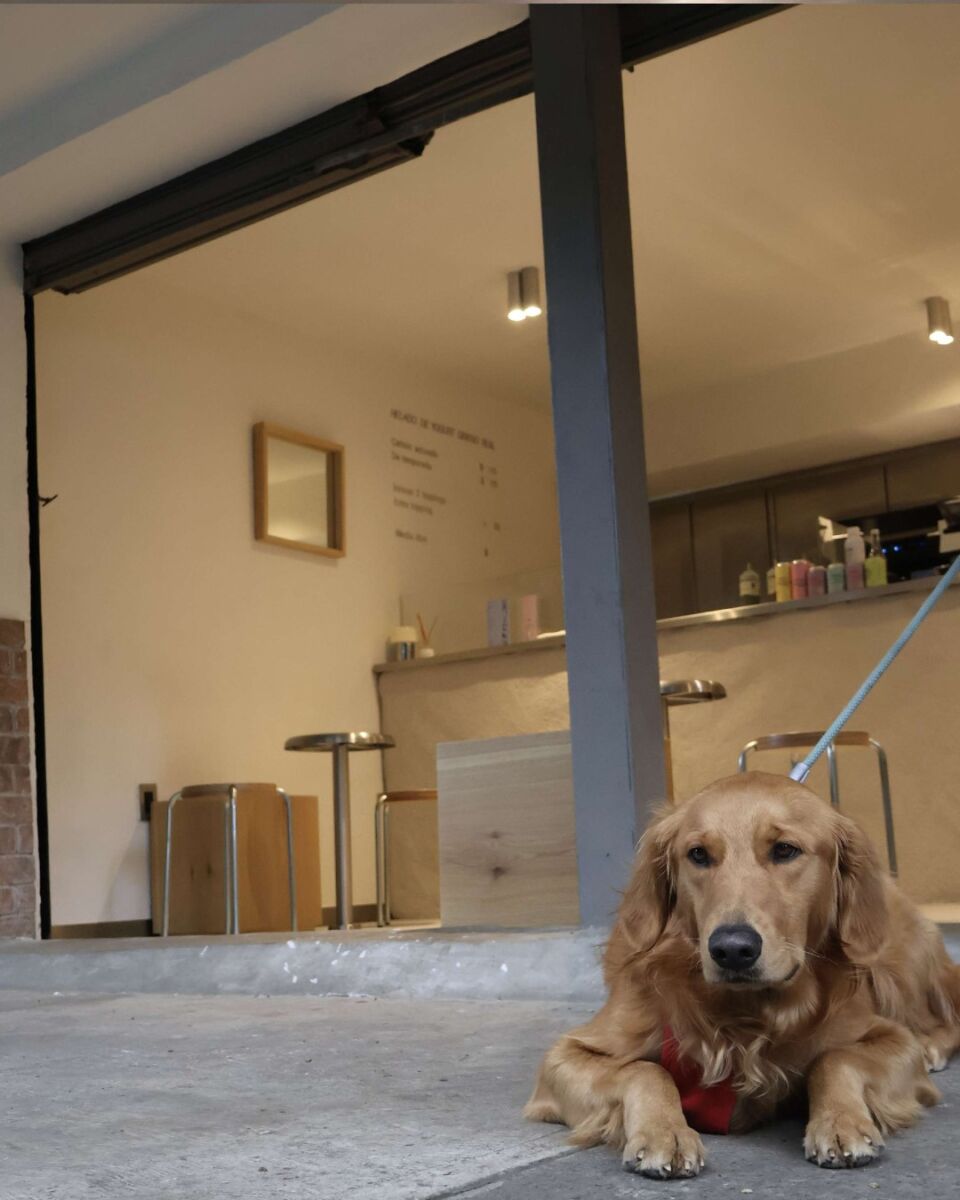 golden retriever