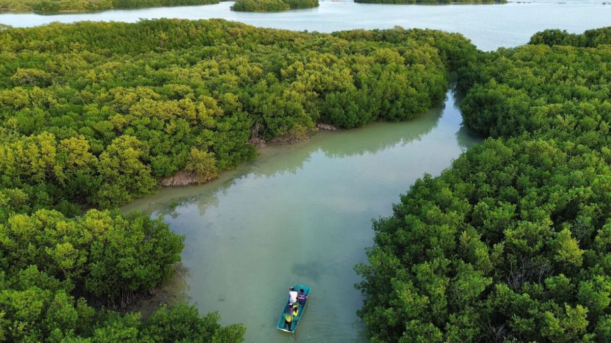Vista panorámica de los manglares de Isla de los Columpios en Yucatán 