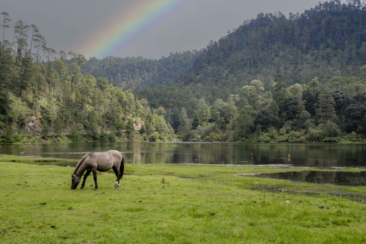 caballo comiendo pasto cerca de un lago 