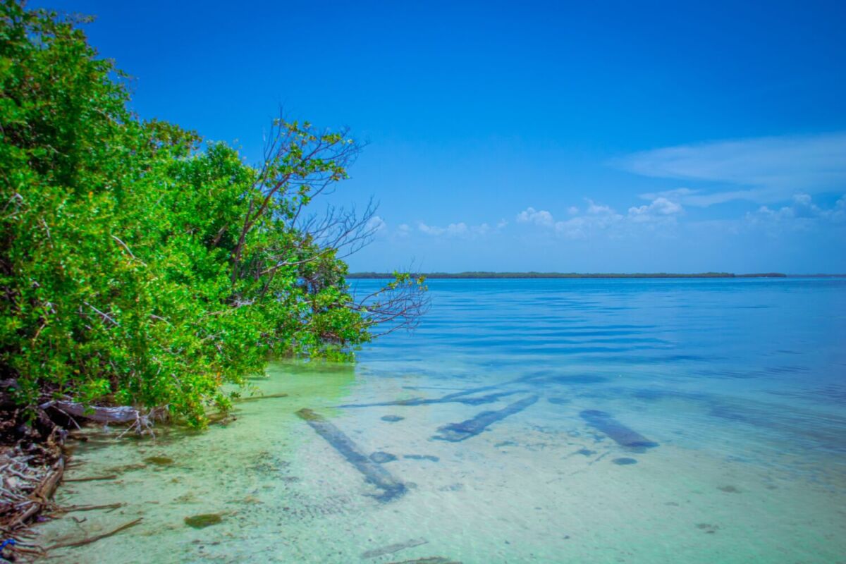 laguna rodeada de manglares 