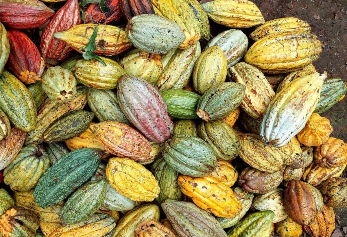 Variedad de cacao mexicano 